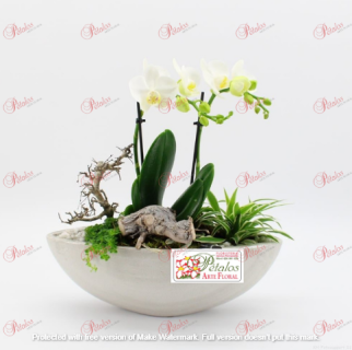 Orquídea Santi