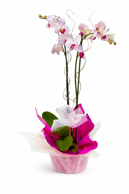 Orquídea Dora