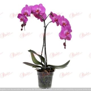Orquídea Hope