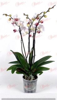 Orquídea Iris
