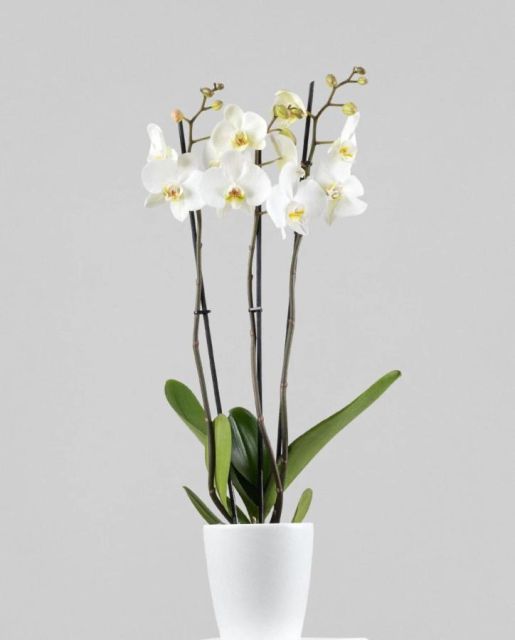 Orquídea Mónica