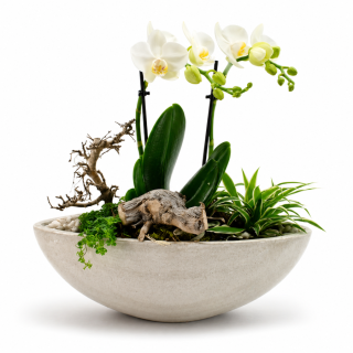 Orquídea Santi