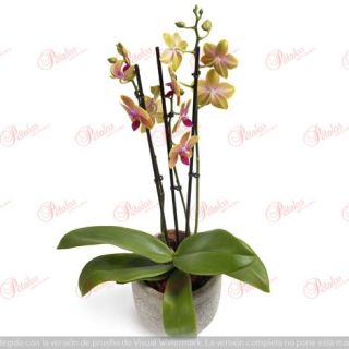 Orquídea Atardecer
