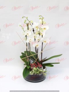 Centro de orquídeas Bella