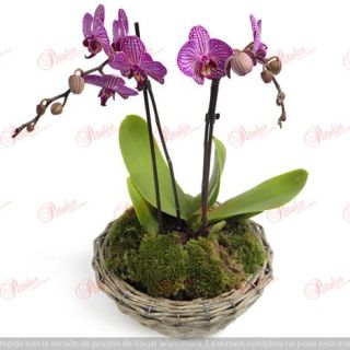 Centro de orquídeas Daría