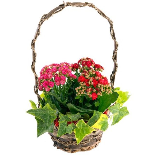 Cesta de Kalanchoes Trinidad