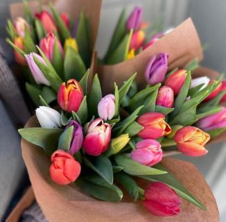 Pack tulipanes