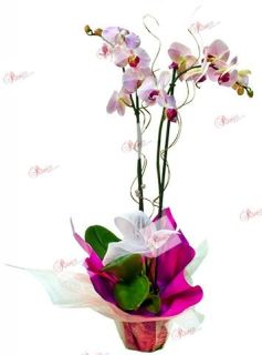 Orquídea Dora