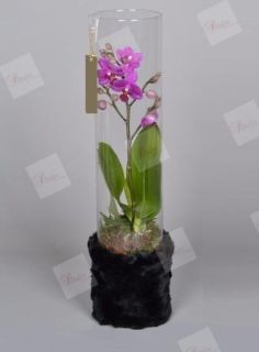 Orquídea Edurne