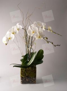 Orquídea Marilyn