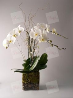 ARREGLOS DE ORQUIDEAS