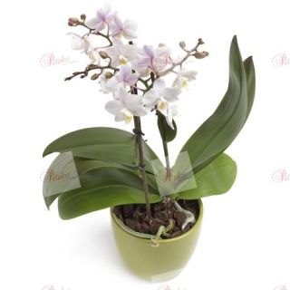 Orquídea Olimpia