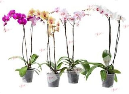 Orquídeas promoción You