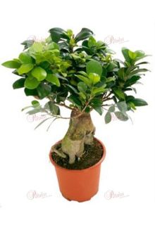 Bonsai Ficus Ginseng Isi