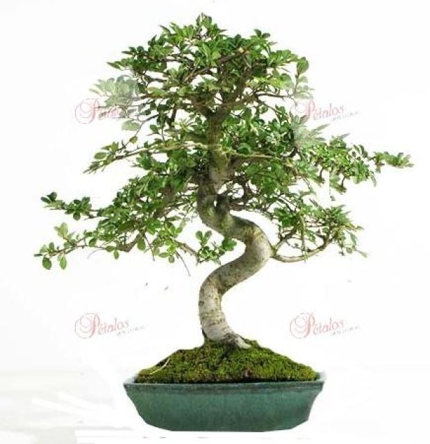 Bonsai 7 años Álex