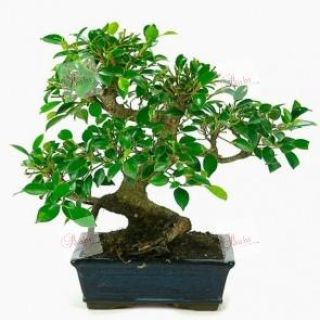 Bonsai 6 años Karl