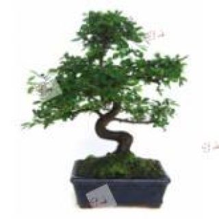 Bonsai 4 años Serisia