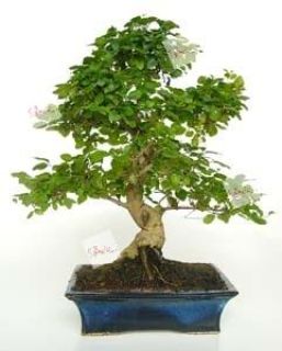 Bonsai 10 años Bienve