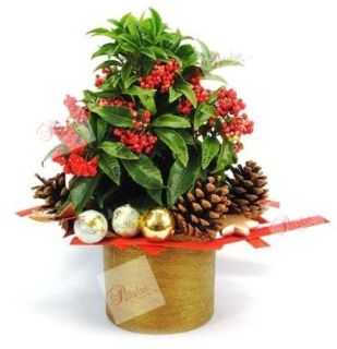 Ardisia Calursa