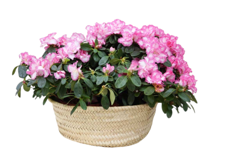 Centro de Azaleas Rua