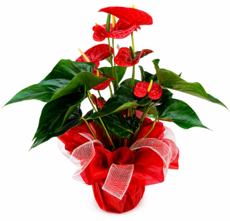 Planta anthurium Mom