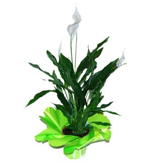 Planta spathiphyllum José Luis