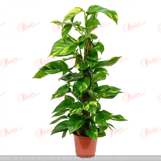 Pothos Indo