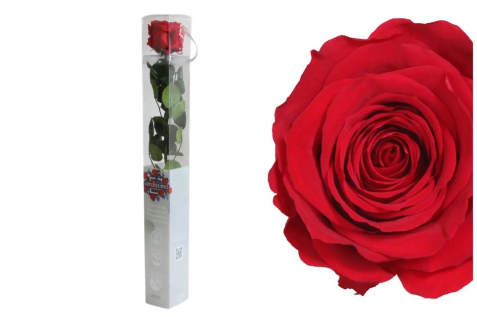 Rosa única Kamikaze