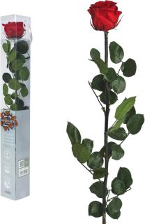 Rosas eternas Arshen