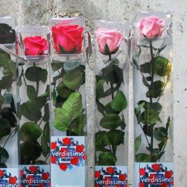 Rosas eternas Angus