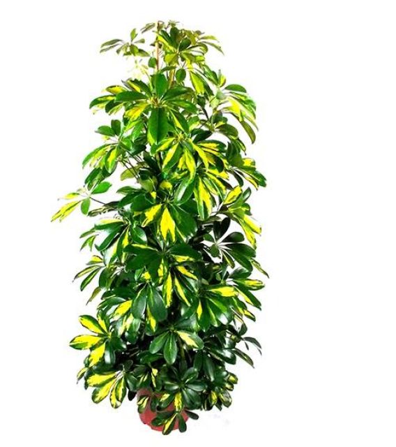 Planta schefflera capella