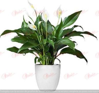 Planta spathiphyllum Home