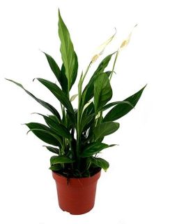 Planta spathiphyllum Ita